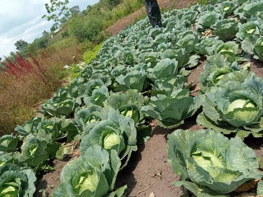 agriculture image