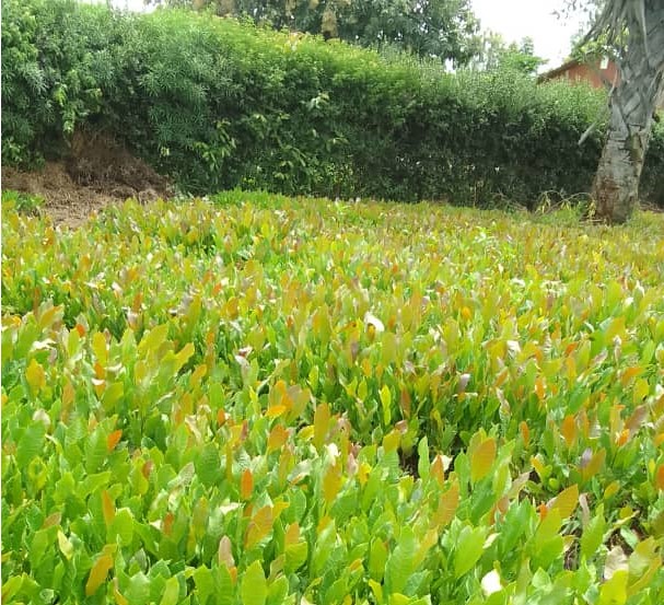 agriculture image